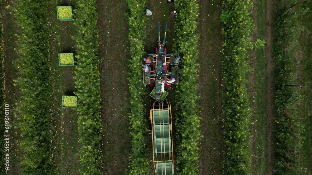 Aerial view apple picking machine with farm workers in orchard. Drone shot of apple harvest with automatic picking machine in apple orchard