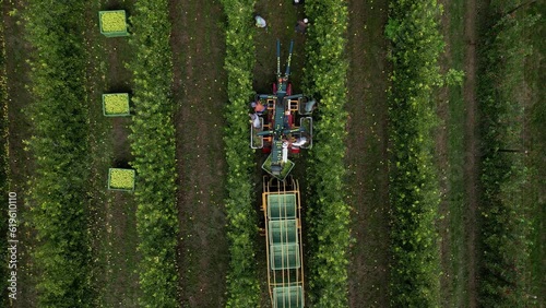 Aerial view apple picking machine with farm workers in orchard. Drone shot of apple harvest with automatic picking machine in apple orchard