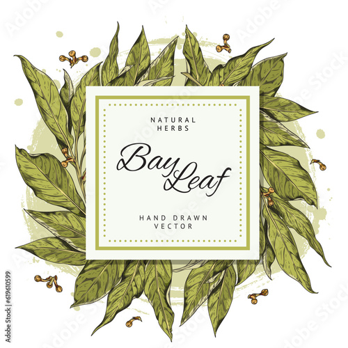 Hand drawn bay leaf in sketch style, poster or banner with text, vector illustration on white.