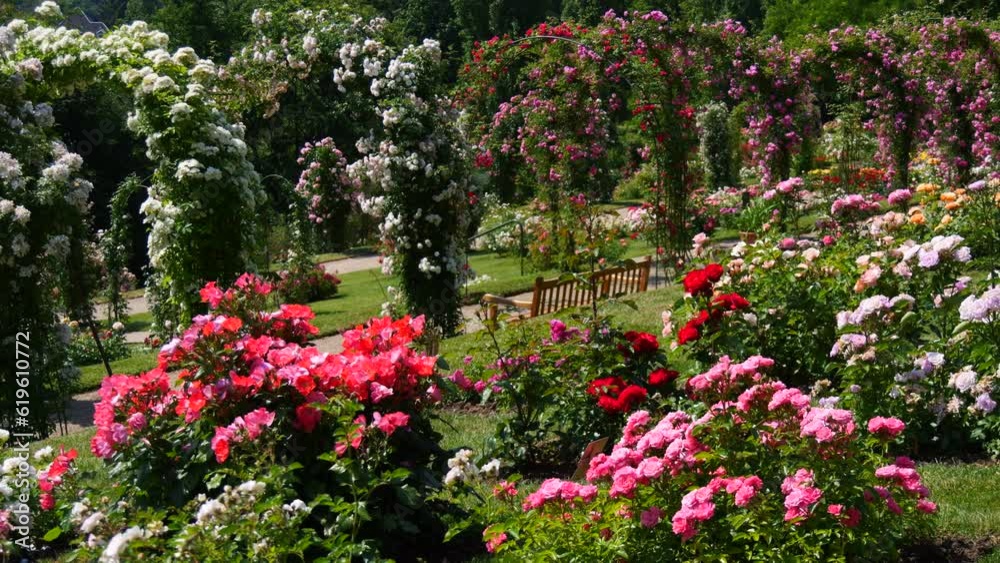 An incredible number of beautiful and varied multi colored blooming roses and arches of flowers in the park botanical garden on a summer day An incredible number of beautiful and varied multi colored blooming roses and arches of flowers in the park botanical garden on a summer day