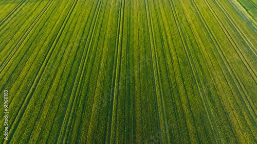 The scene showcases a fresh wheat crop with vibrant green shoots. The field stretches as far as the eye can see, exuding a sense of abundance and growth.