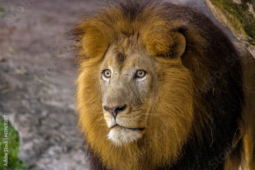 portrait of a lion © Suzanna