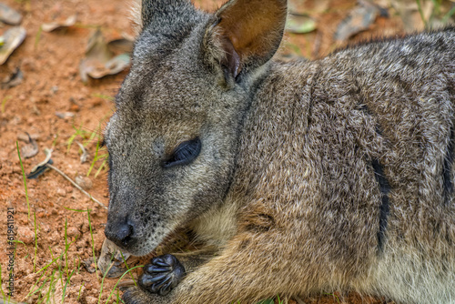 Small wallaby © Suzanna