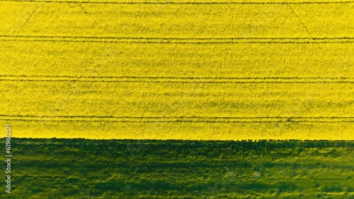 Aerial shot of a rapeseed field, vibrant and golden in color, stretching as far as the eye can see. The drone captures the vast expanse of the crop.