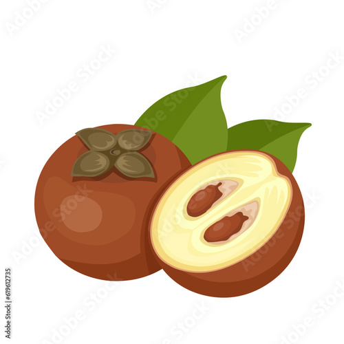 Vector illustration, Diospyros blancoi, commonly known as velvet apple, or velvet persimmon, isolated on white background.