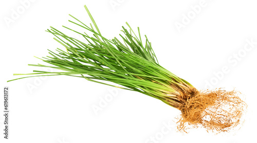 Vetiver grass or Vetiveria zizanioides trees on transparent background.