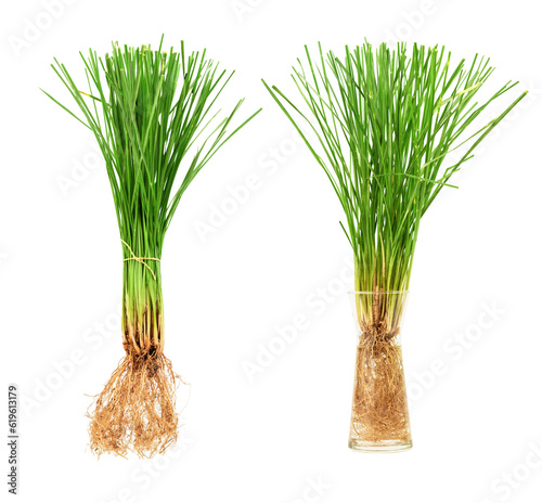 Vetiver grass or Vetiveria zizanioides trees on transparent background. photo