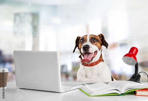 Happy young smart dog in glasses work on laptop © BillionPhotos.com