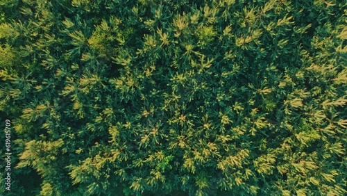 Drone view of the forest at sunset, a beautiful place to walk and observe nature. Forest landscape concept.