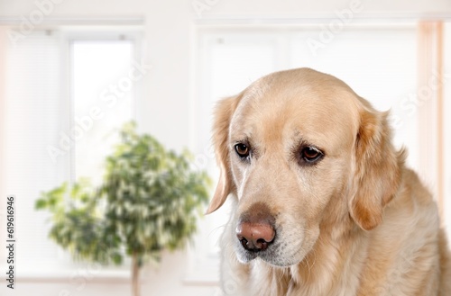 Cute young domestic dog posing