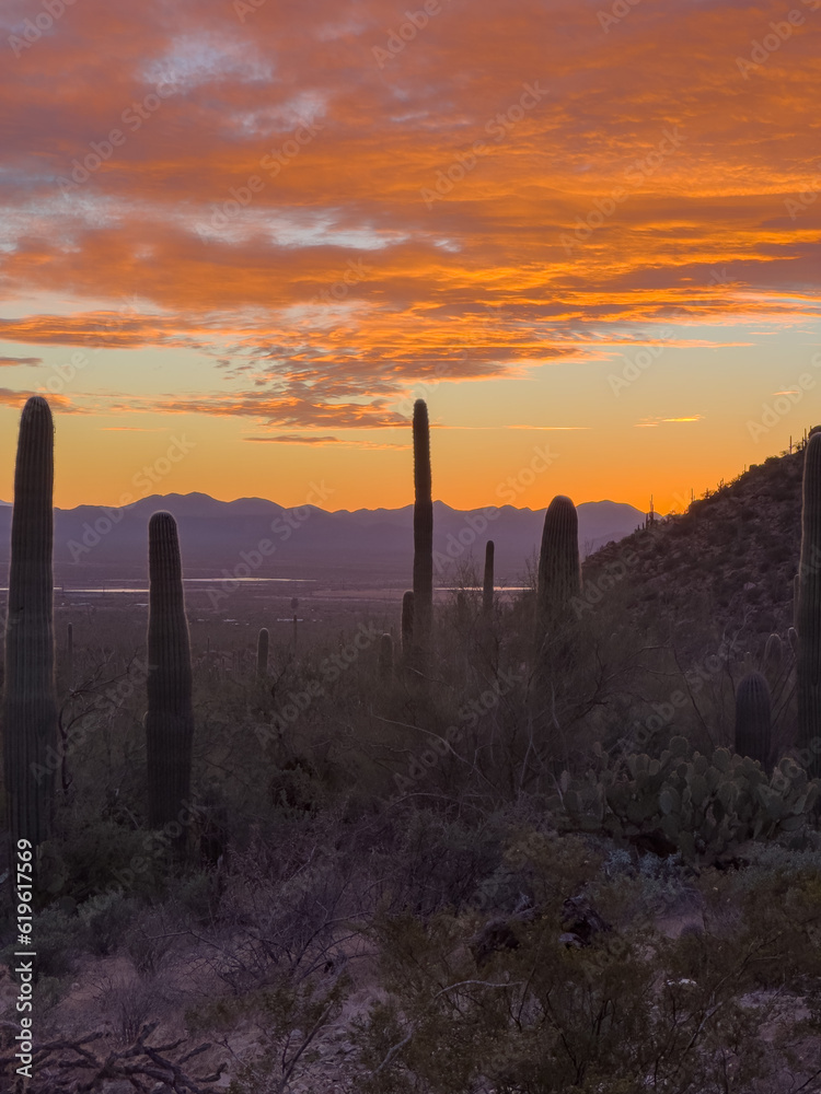 Orange Sunset Lights Clouds Over Saguaro Cacti