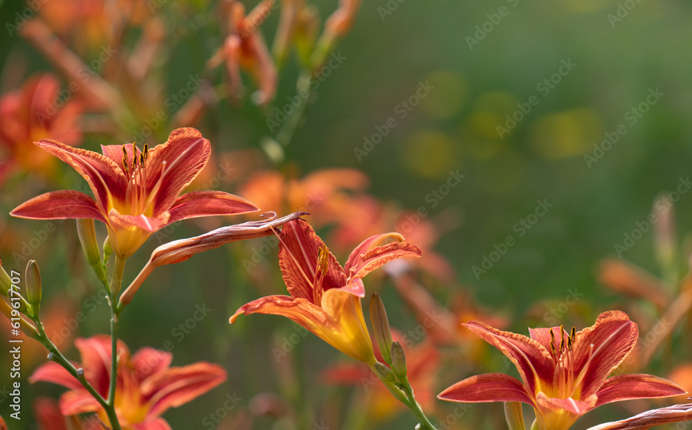Many orange daylilies bloom in the garden in summer. The background is green. The light shines on the flowers. There is space for text Many orange daylilies bloom in the garden in summer. The background is green. The light shines on the flowers. There is space for text