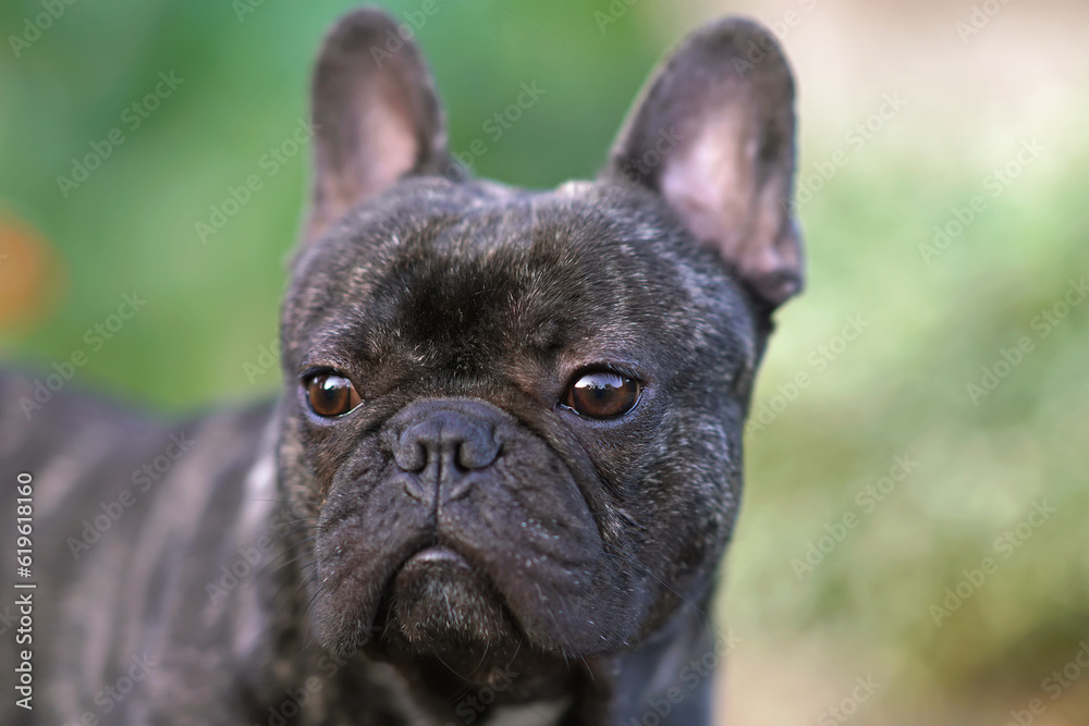 The portrait of a brindle French Bulldog posing outdoors in a garden in summer