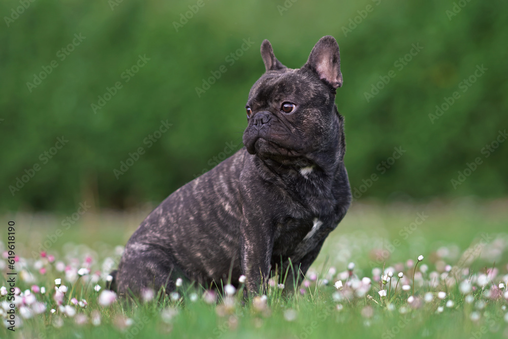Serious brindle French Bulldog posing outdoors sitting on a green grass with blooming flowers in summer
