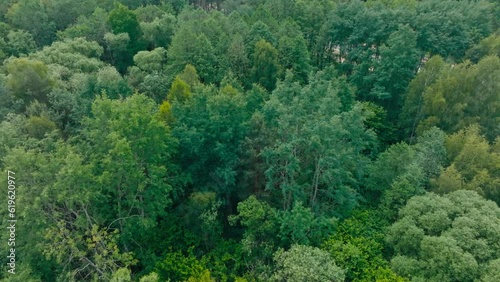 Drone view of trees on a sunny day. Drone flight over the trees.