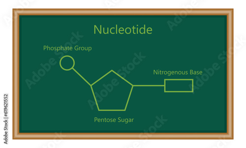 Chemical structure of DNA nucleotide. Three parts of a nucleotide. Phosphate group, pentose sugar and nitrogenous base. Nucleic acids. Vector illustration isolated on white background.