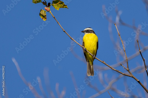 The Rusty-margined Flycatcher also know as Bentevizinho perched in the tree. Species Myiozetetes cayanensis. animalworld. bird lover. Birdwatching. photo