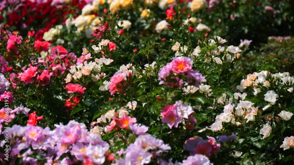 An incredible number of beautiful and varied multi colored blooming roses in the park botanical garden on a summer day An incredible number of beautiful and varied multi colored blooming roses in the park botanical garden on a summer day