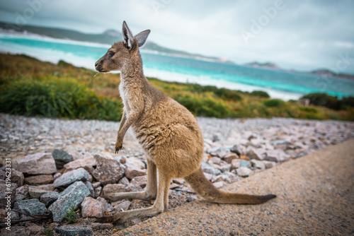 Foto kangaroo in the beach
