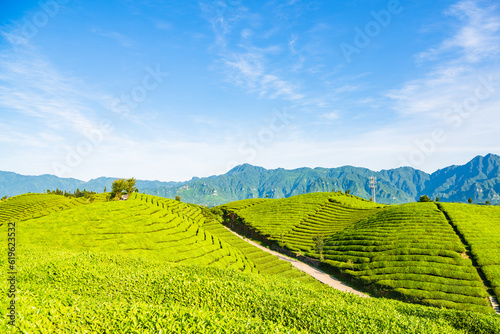 Fungus Mountain Tea Garden, Zouma Town, Hefeng County, Enshi, Hubei, China