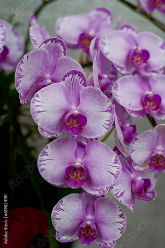 fuchsia colored aphrodite s orchid