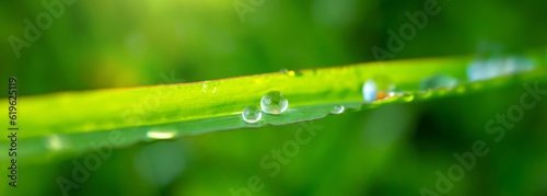 Panoramic water drops on the green grass.Drops of dew in the morning glow in the sun. Beautiful leaf texture in nature. Fresh Natural background.