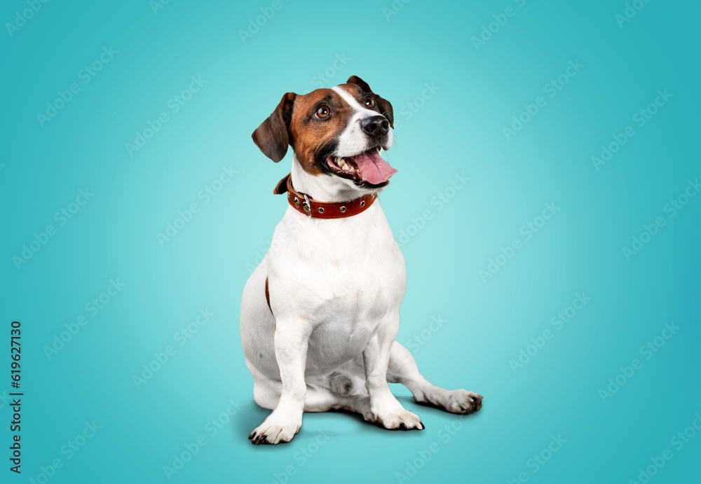 Cute domestic dog sitting on background