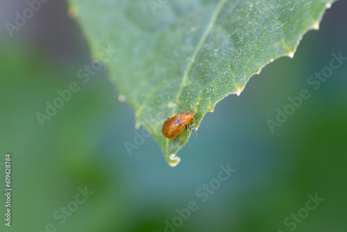 Cucurbit leaf beetle (Aulacophora femoralis) on cucumber leaf in Japan