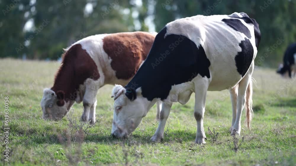 Close up of Stud speckle park Beef bulls, cows and calves grazing on grass in a field, in Australia. breeds of cattle include speckle park, murray grey, angus, brangus and wagyu on long pasture Close up of Stud speckle park Beef bulls, cows and calves grazing on grass in a field, in Australia. breeds of cattle include speckle park, murray grey, angus, brangus and wagyu on long pasture