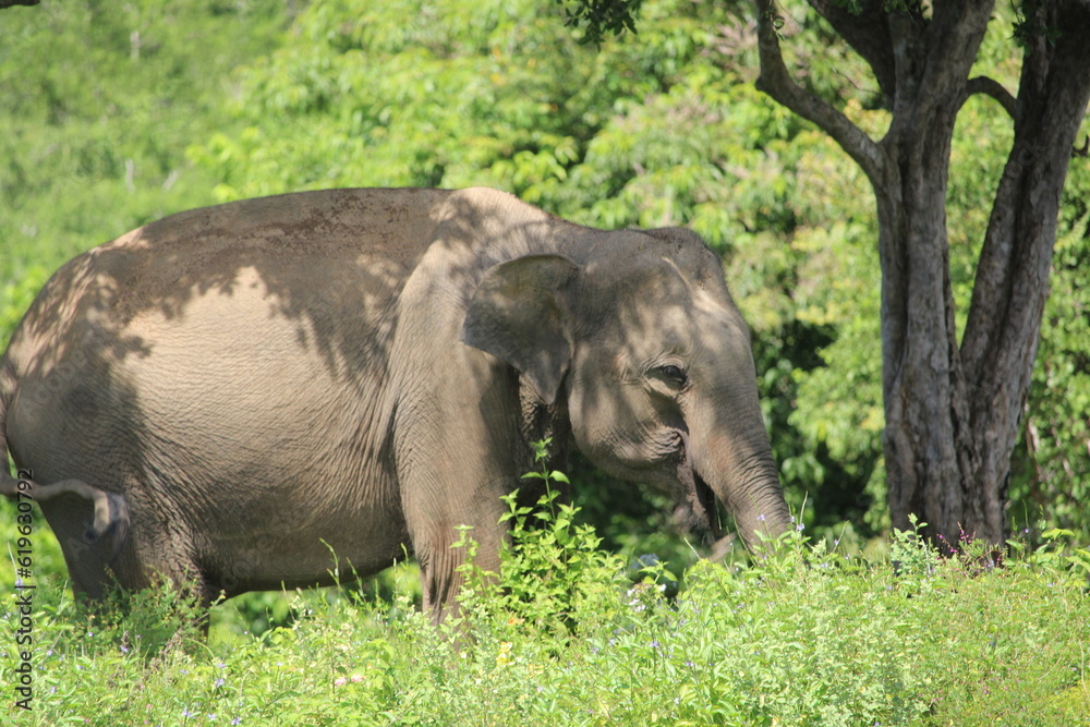 Fototapeta premium Elephant