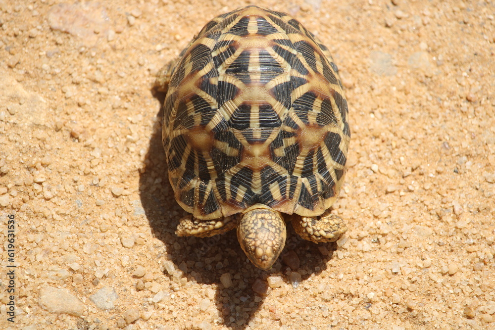 Fototapeta premium turtle on a stone
