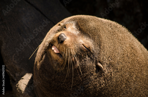 A close-up of the face of a male south american fur seal on an island. The fur seal is with its eyes closed and sticking out its tongue photo