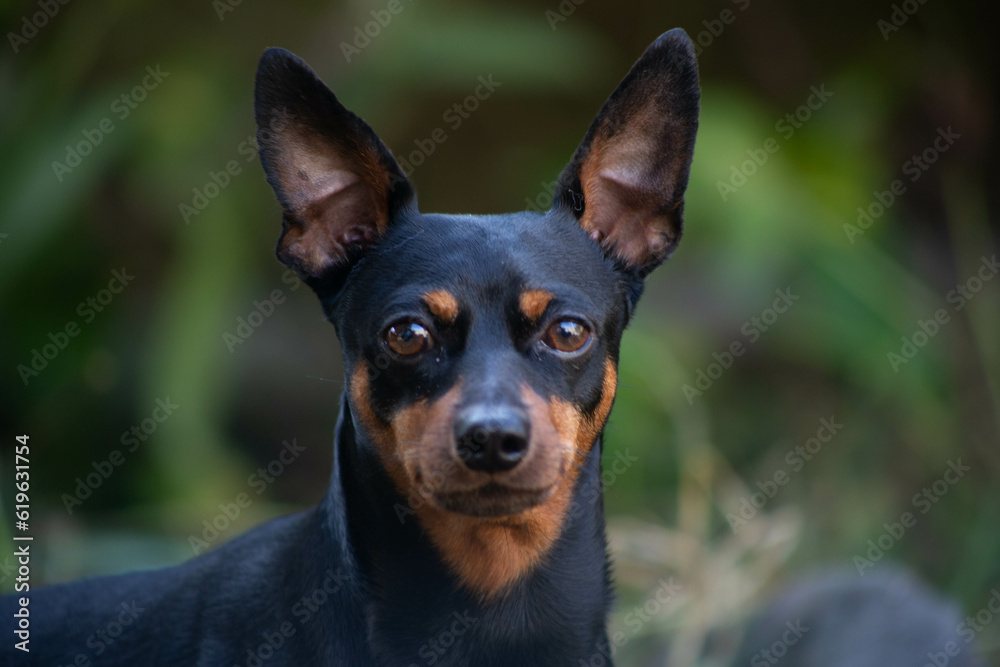 close up of a dog pinscher