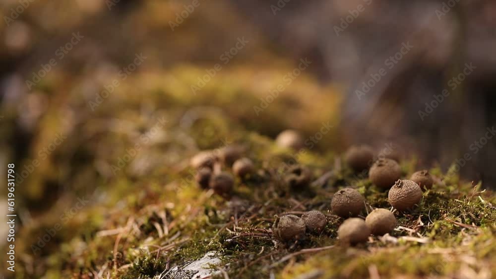 Small dry puffball mushrooms in a round shape on a mossy surface with blurry reflections from the sun close-up. Small dry puffball mushrooms in a round shape on a mossy surface with blurry reflections from the sun close-up.