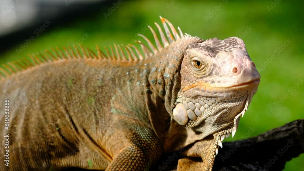 lizard, animal, green lizard with blur background
lizard, animal, green lizard with blur background