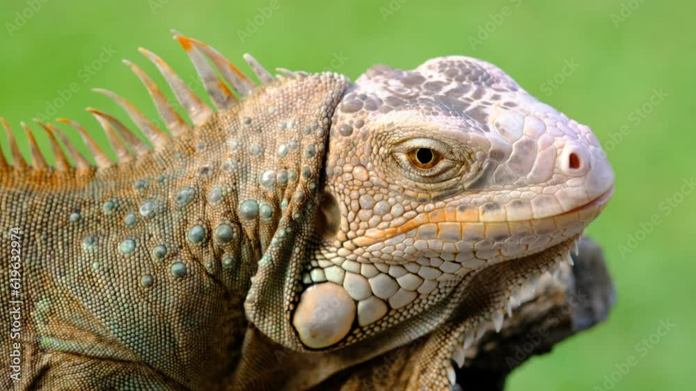 lizard, animal, green lizard with blur background
lizard, animal, green lizard with blur background