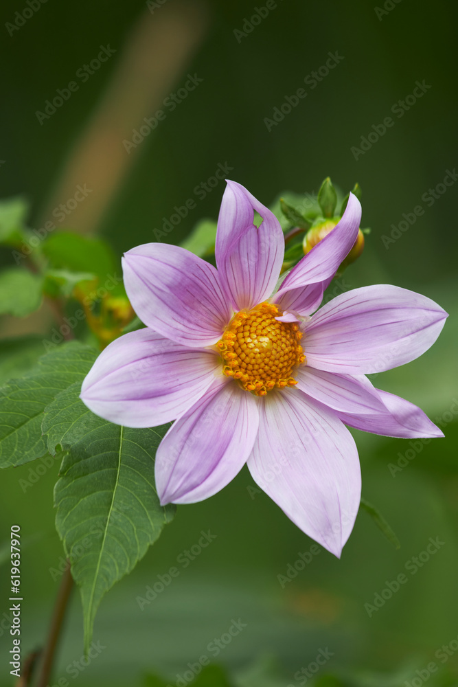 Beautiful dahlia with its petals awakening to life on a green background Beautiful dahlia with its petals awakening to life on a green background