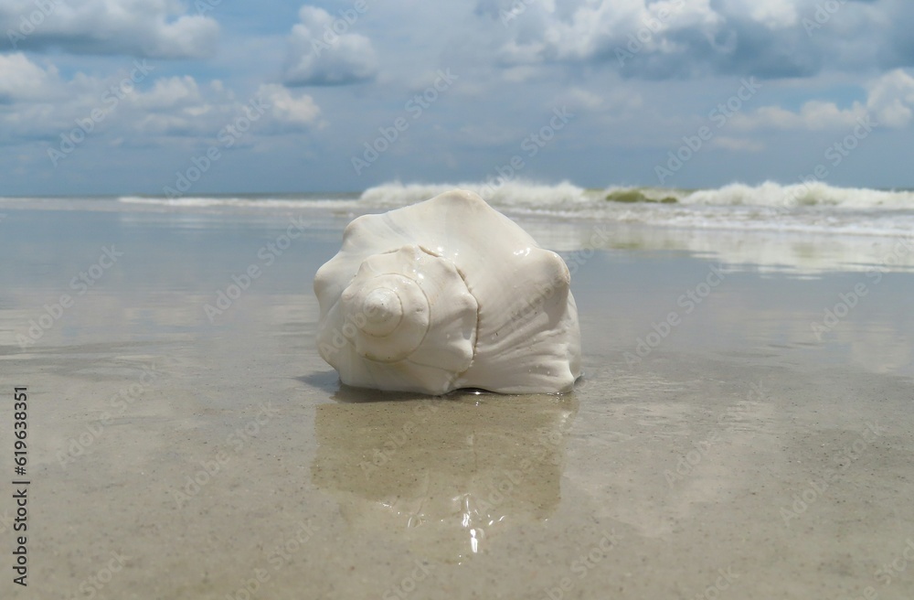 Beautiful white seashell on ocean background in Atlantic coast of North Florida Beautiful white seashell on ocean background in Atlantic coast of North Florida