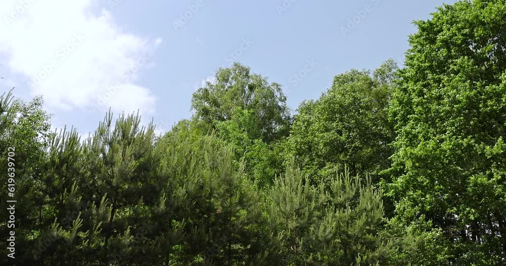 mixed forest with large and old trees before sunset, nature in the forest in the summer mixed forest with large and old trees before sunset, nature in the forest in the summer