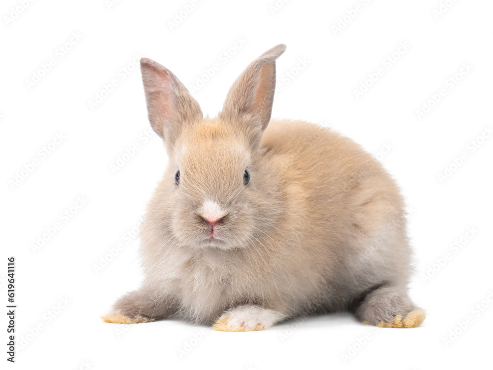 Front view of baby grey rabbit sitting on white background. Lovely action of baby rabbit. Front view of baby grey rabbit sitting on white background. Lovely action of baby rabbit.