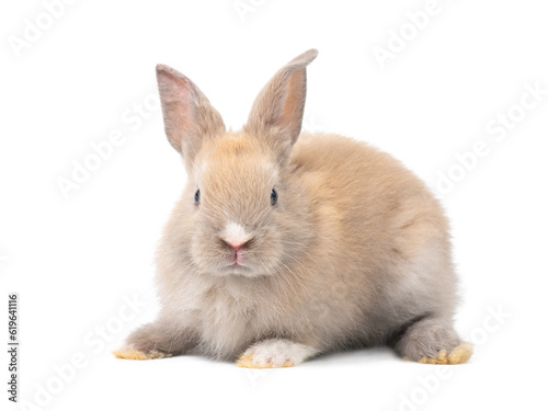Front view of baby grey rabbit sitting on white background. Lovely action of baby rabbit. © arlee