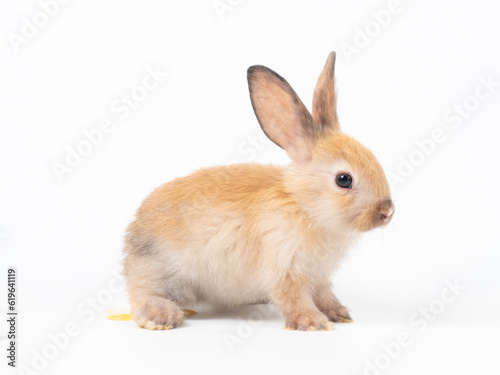 Orange-brown cute baby rabbit during excretion on white background. Lovely young brown rabbit defecate pee and shit. Rabbit excretion behavior.