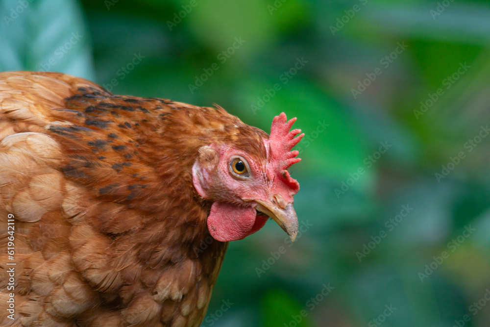 hen close up