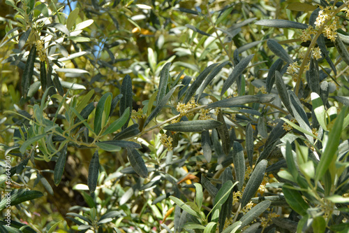 Background of olive leaves, flowering olive branches on a sunny day