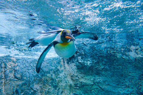 penguins playing
