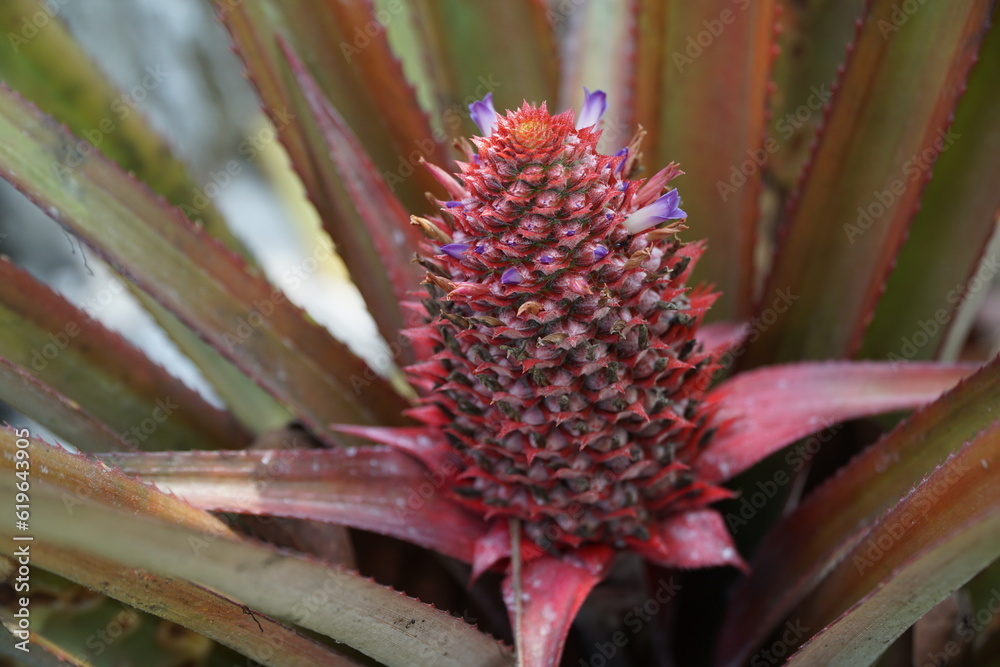 Pineapple was taken in the West of Vietnam Pineapple was taken in the West of Vietnam