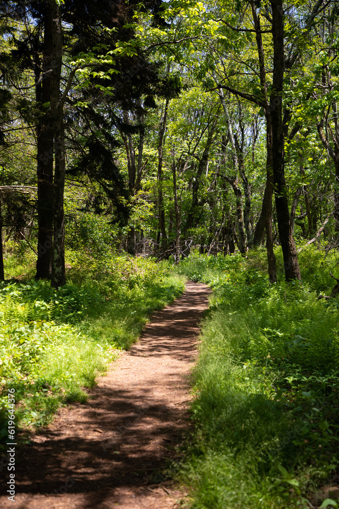 Obraz premium path in the woods