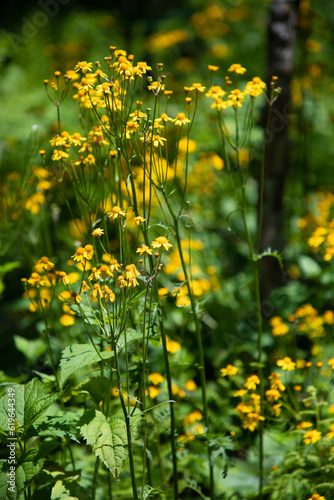 field of yellow flowers