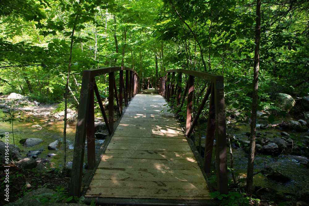 Obraz premium bridge over the river in the forest