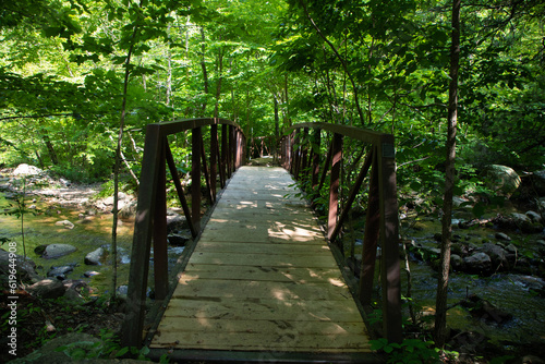 bridge over the river in the forest